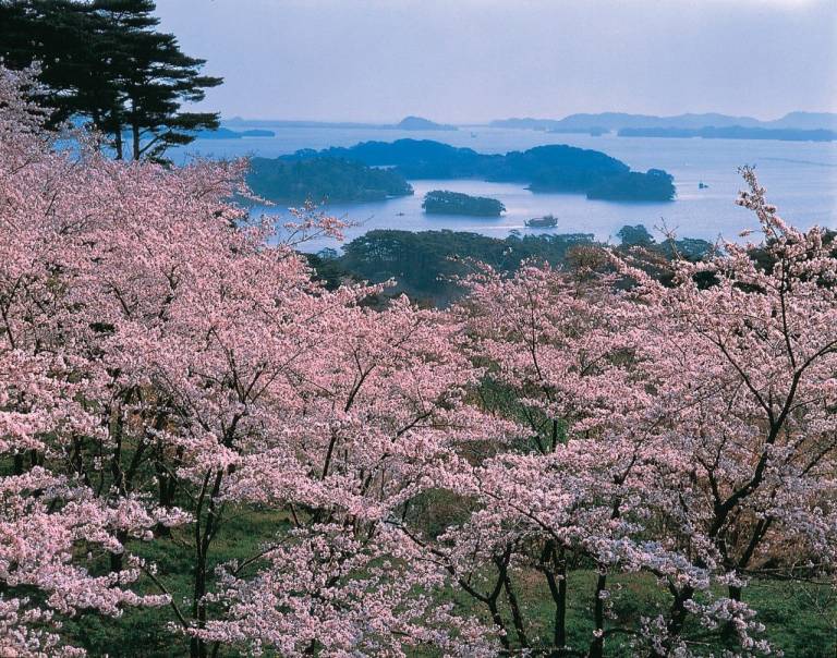 Kirschblüten vor der Bucht von Matsushima
