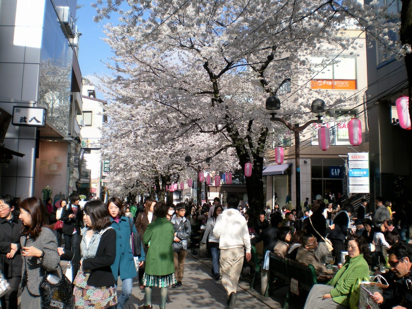 Hanami Jiyuugaoka