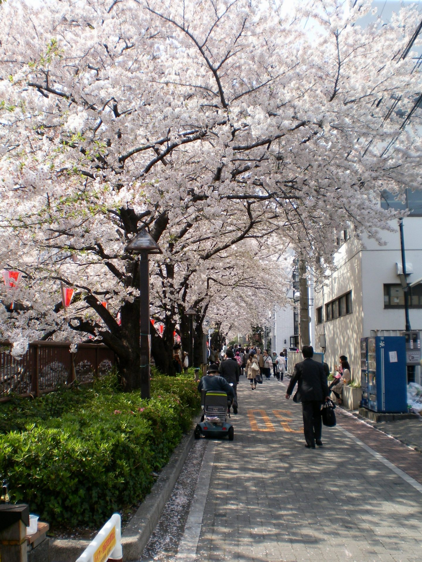 Nakameguro Kirschblüte