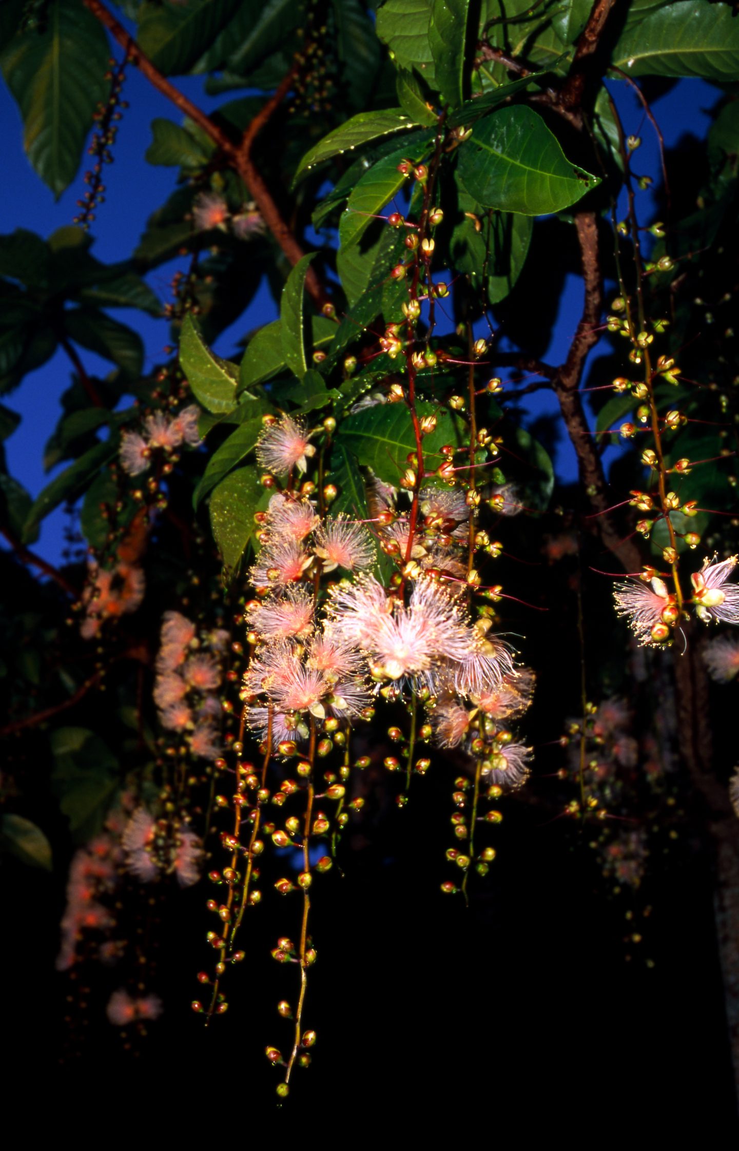 Pflanzen Okinawa