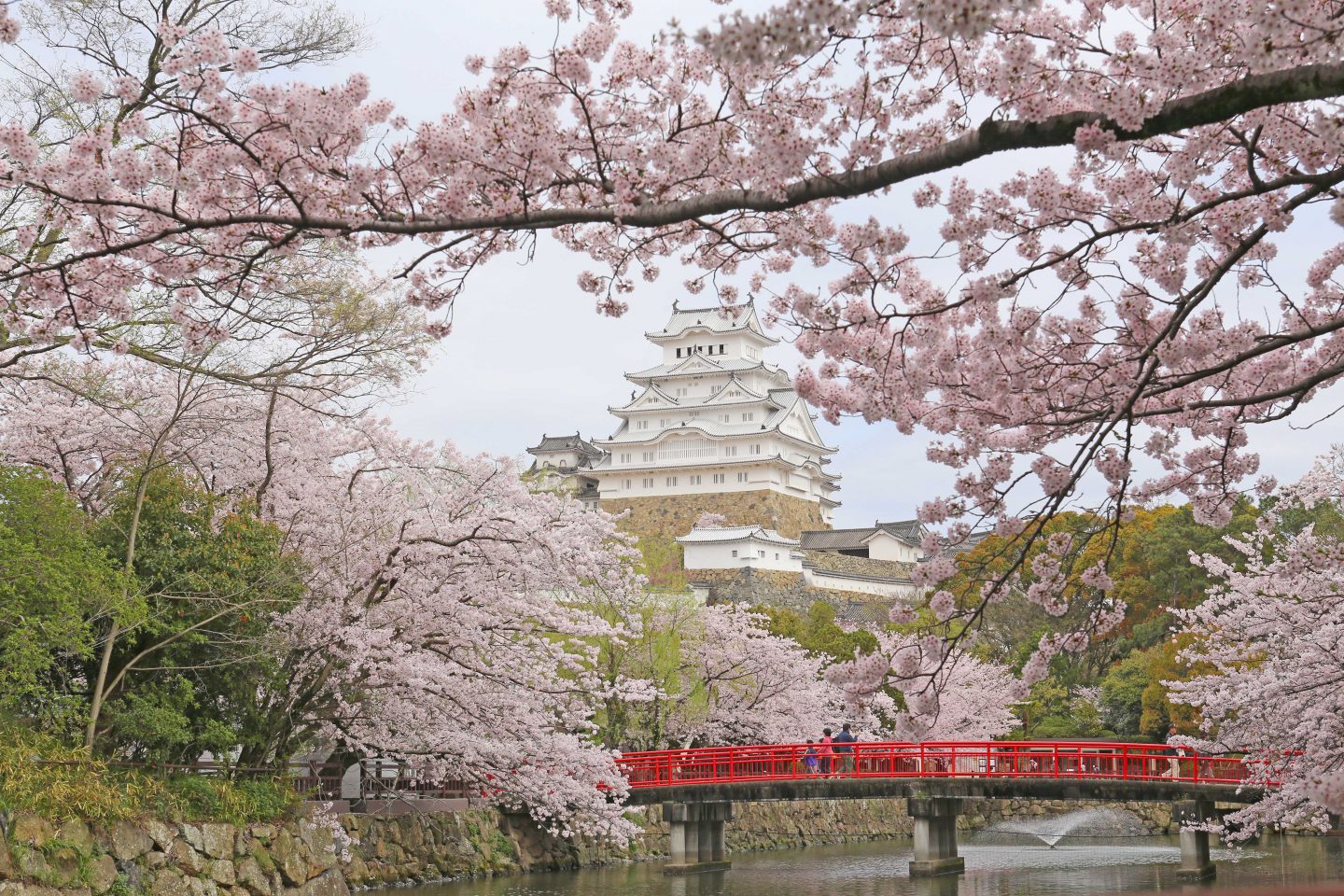 Himeji-jo Sakura