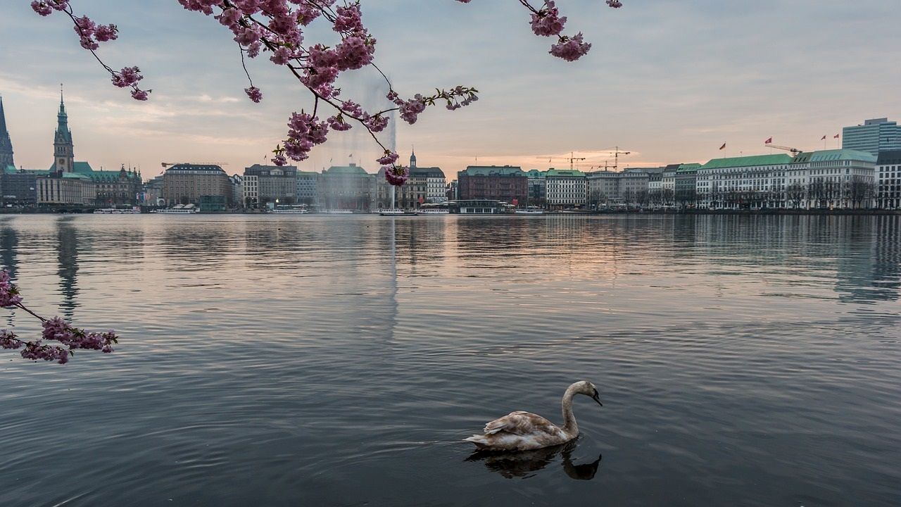 Hamburger Alster mit Schwan und Kirschblüten