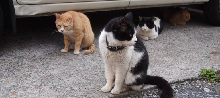 Straßenkatze Japan