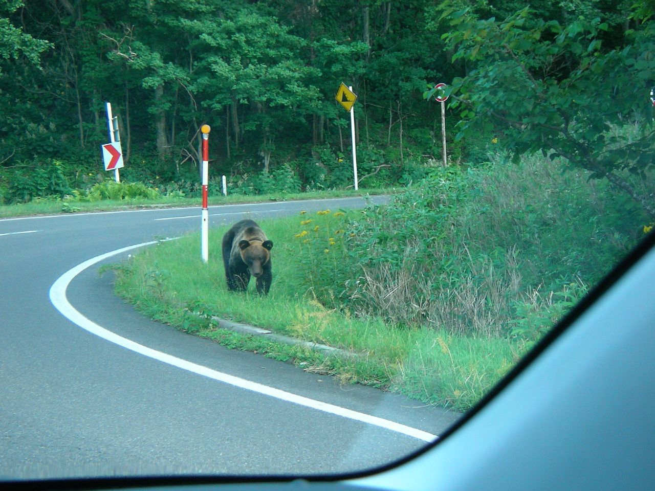 Braunbär am Straßenrand