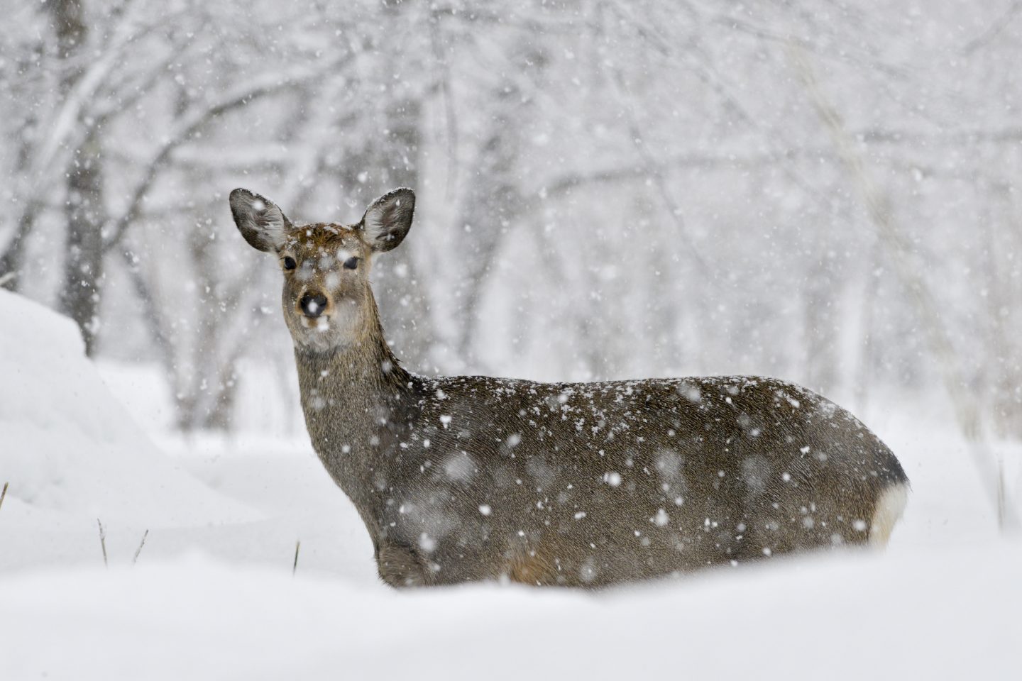 Sika Hirsch Japan Hokkaido