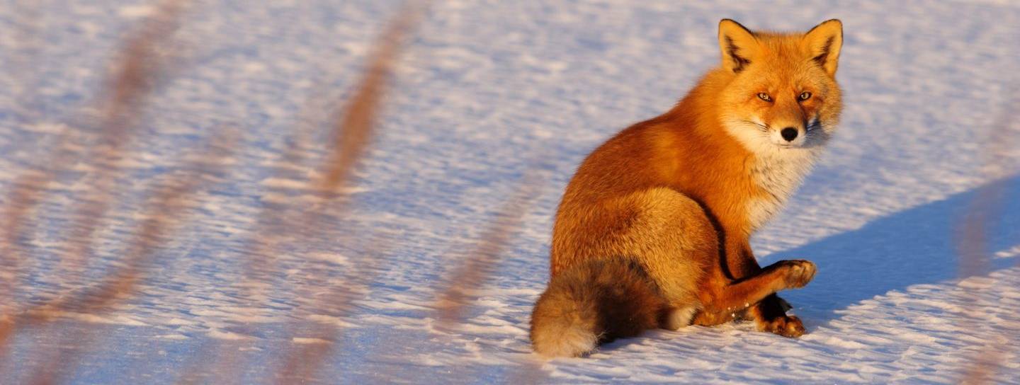 Fuchs Japan Hokkaido