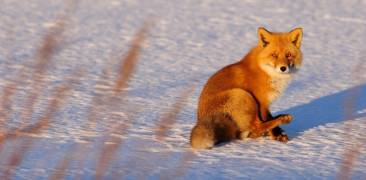 Fuchs Japan Hokkaido