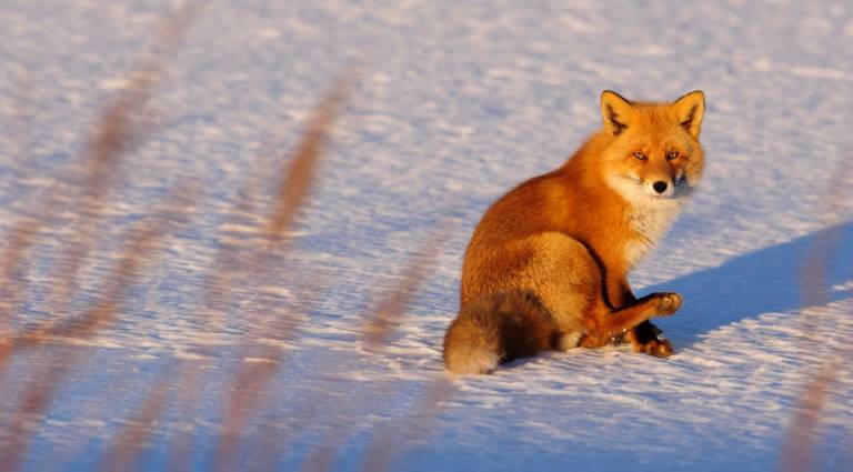 Fuchs Japan Hokkaido