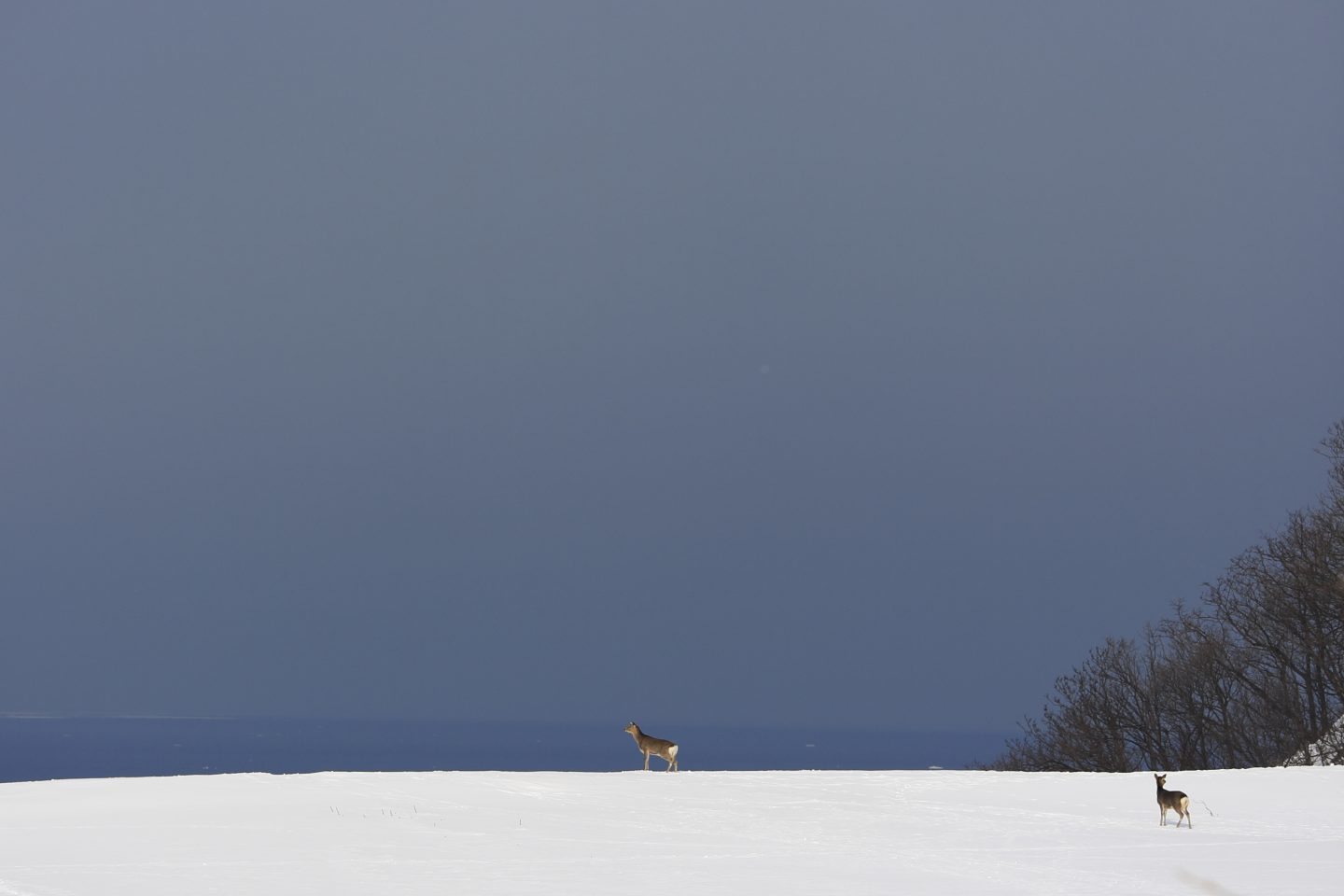 Sika Hirsch Shiretoko japan Hokkaido