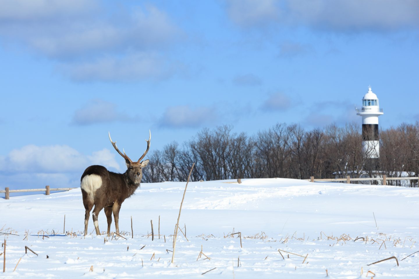 Sika Hirsch Japan Hokkaido