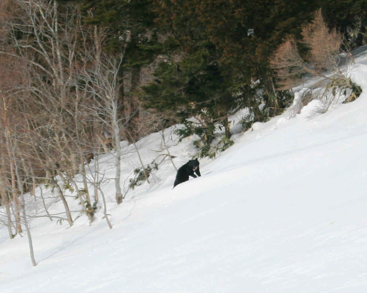 Kragenbär im Schnee