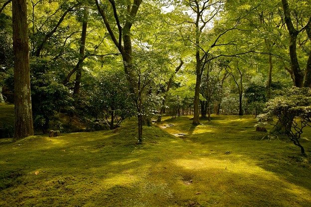 Moosgarten in Kyoto zur Regenzeit