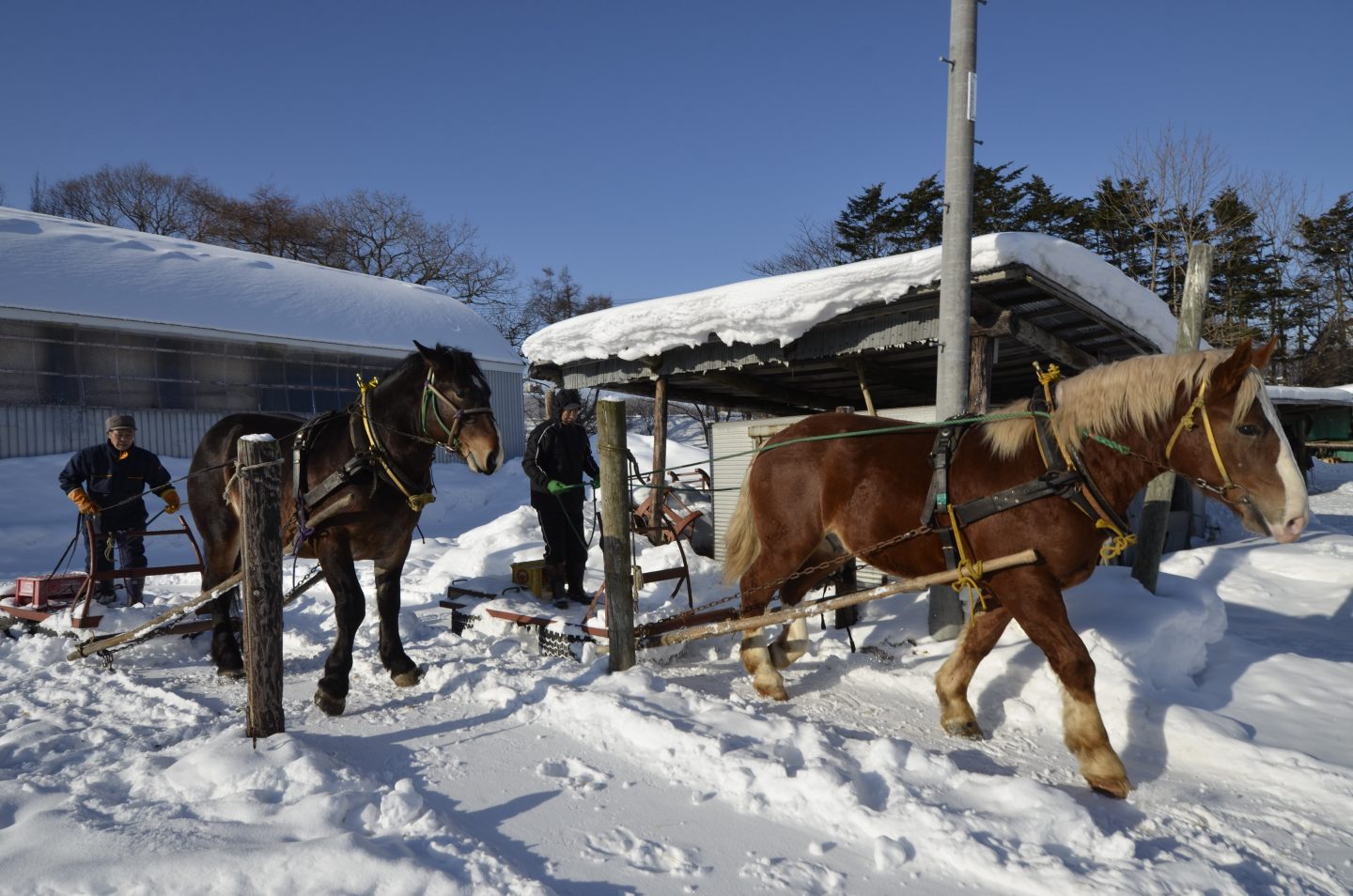 Hokkaido Schnee