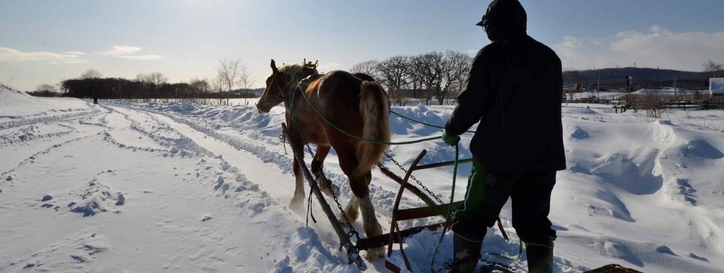 Schnee Japan Pferd