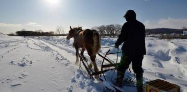 Schnee Japan Pferd