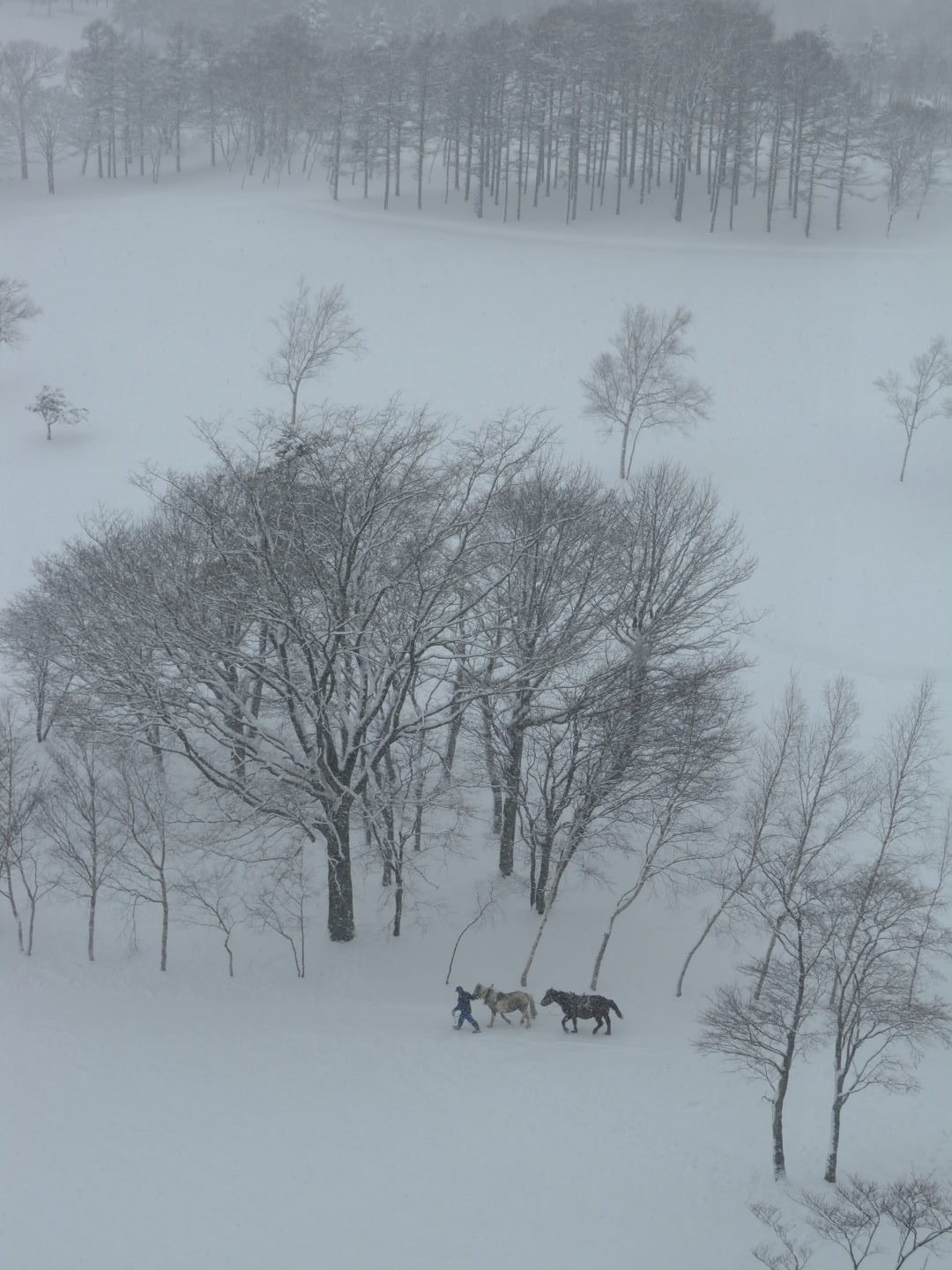 hokkaido schnee