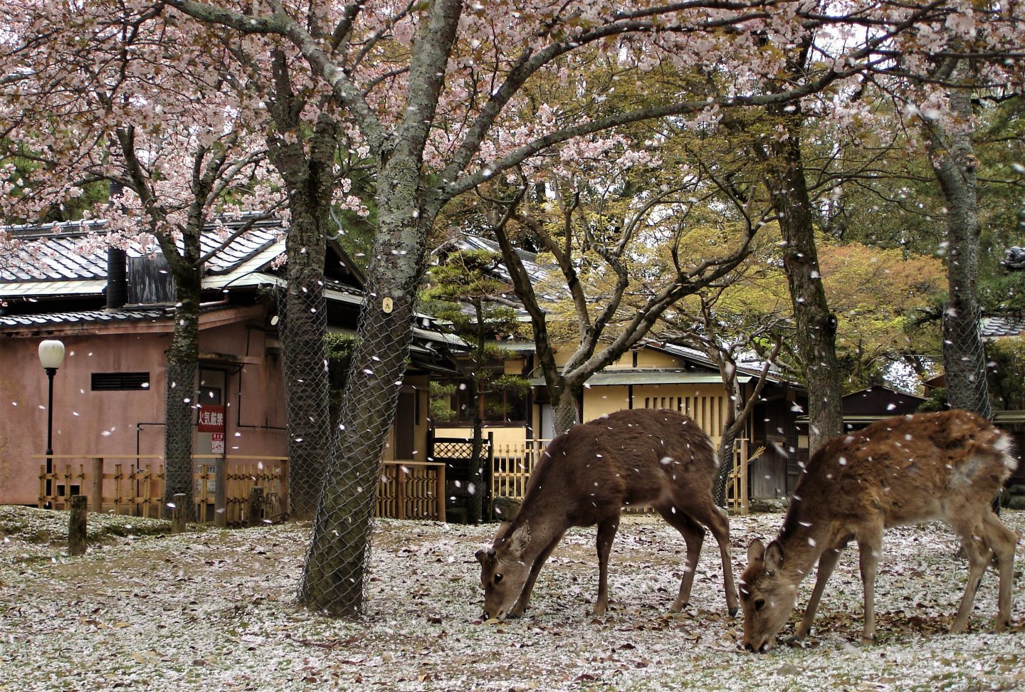 Rehe in Nara unter Kirschblüten