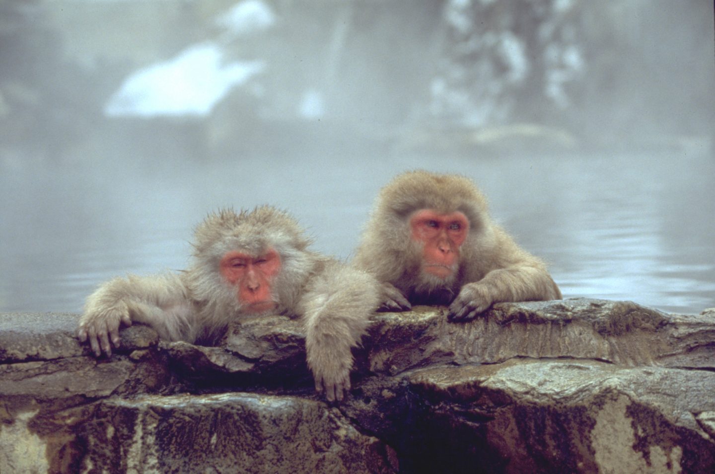 Japan-Makaken baden in einer heißen Quelle