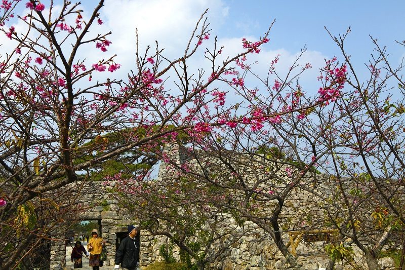 Kirschblüte Okinawa