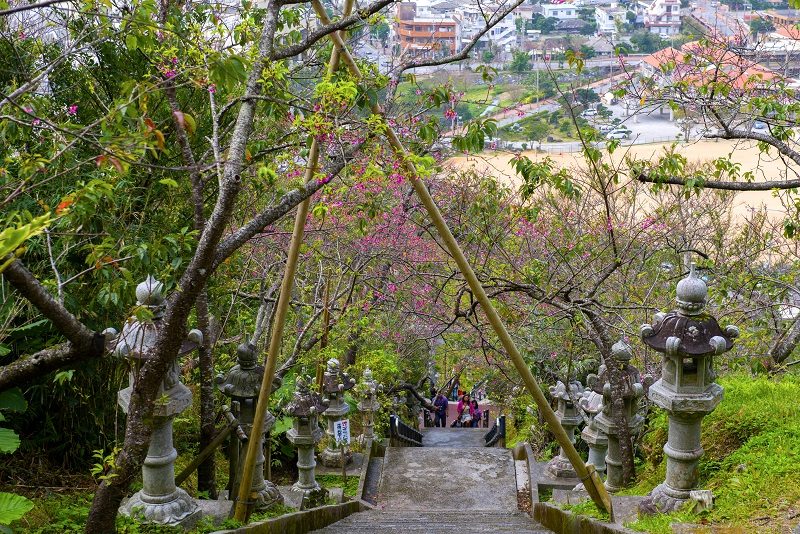 Kirschblüte Okinawa