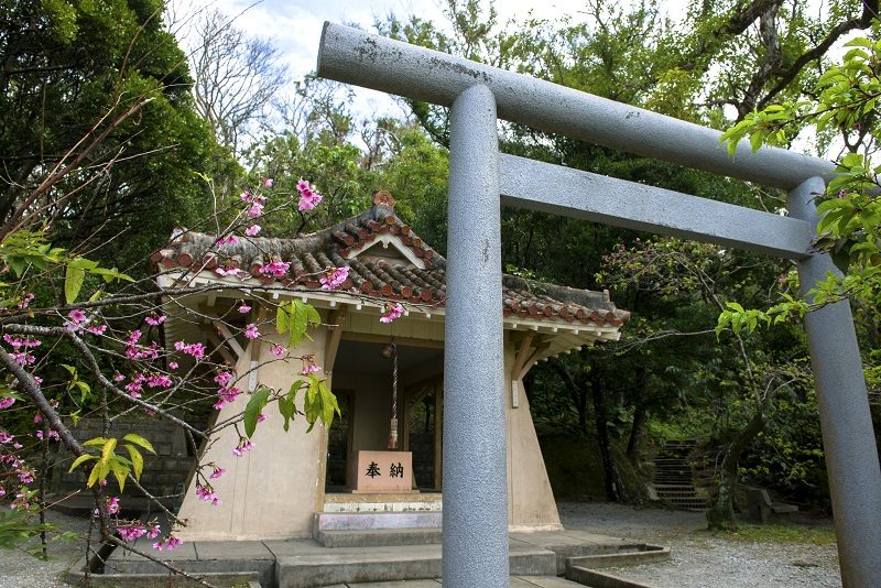 Kirschblüte Okinawa