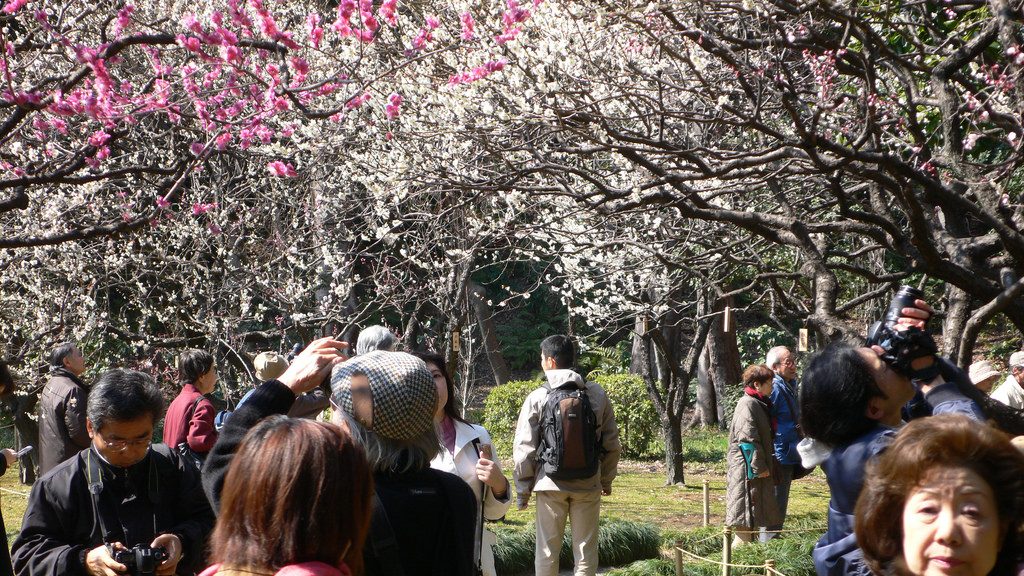 Pflaumenblüte Tokyo