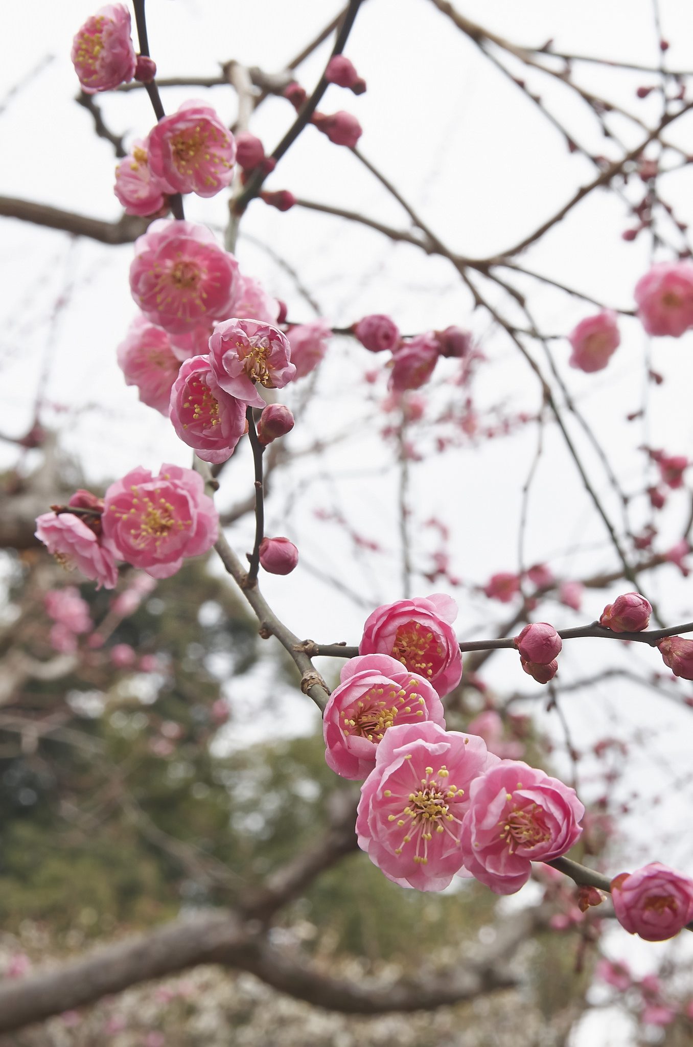 Pflaumenblüte Japan