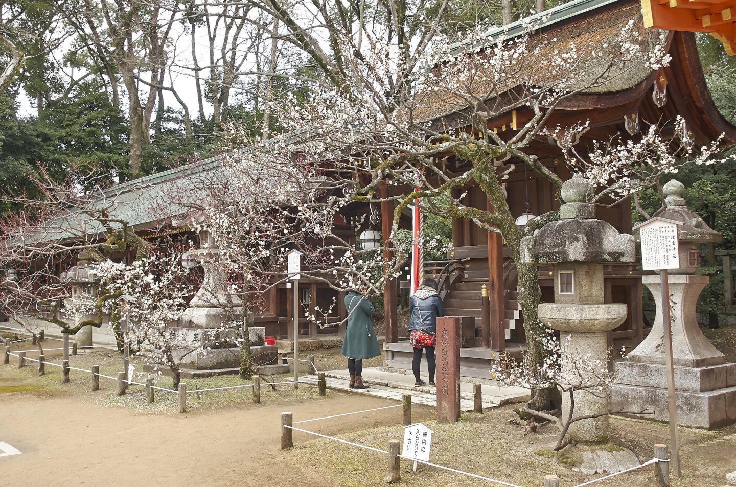 Pflaumenblüte Japan