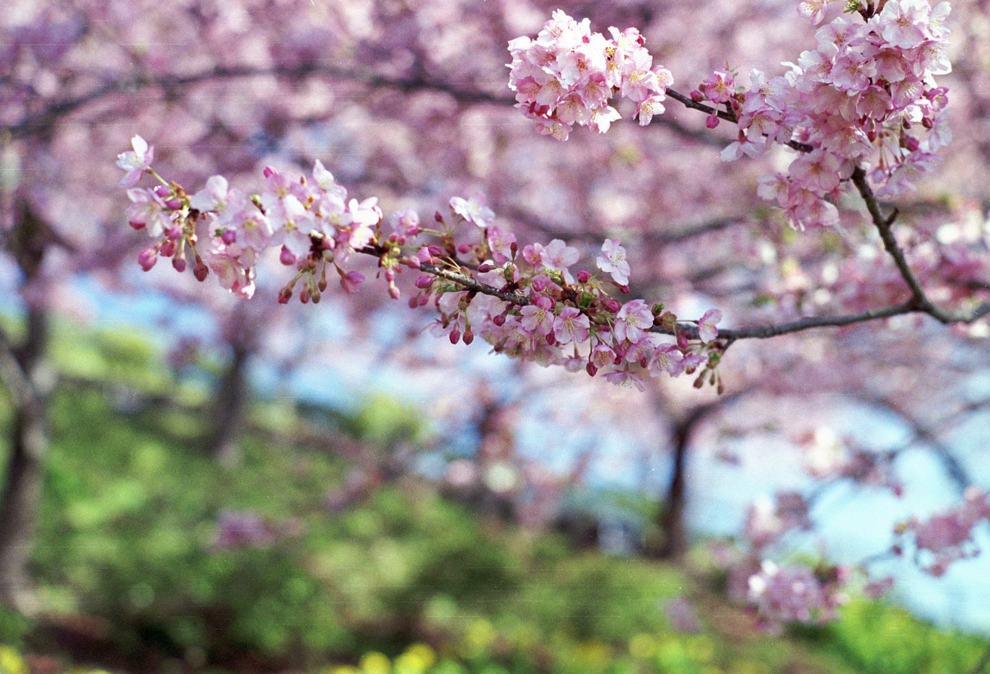 Kirschblüte Kawazu