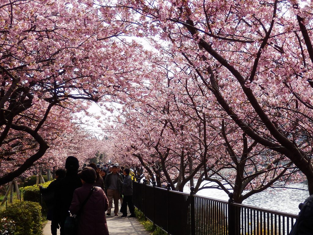 Kawazu Kirschblüte Japan