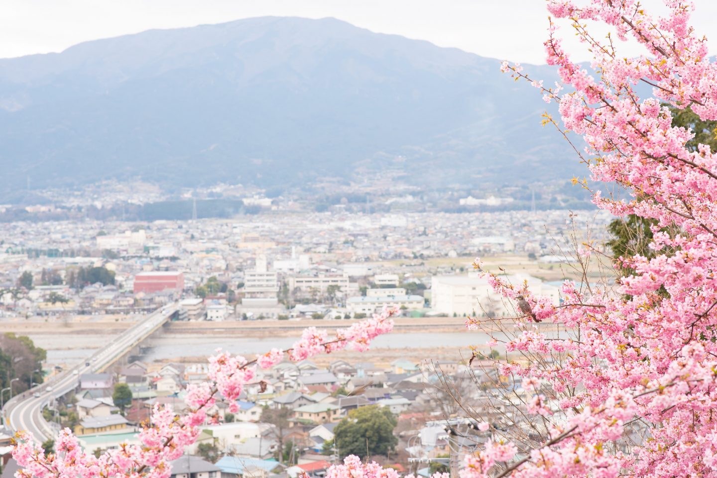 Kirschblüte Kawazu Japan