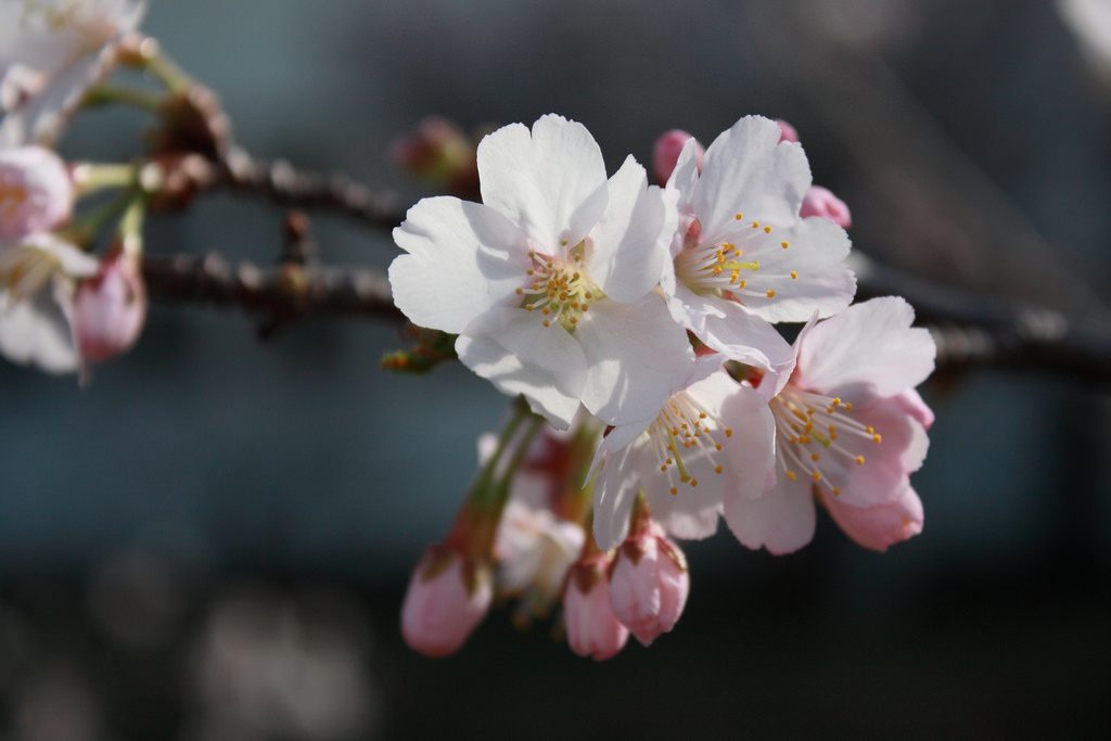 Kirschblüte Japan