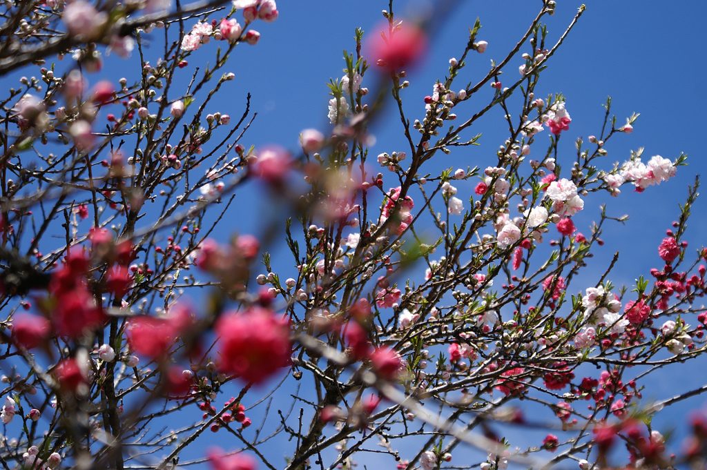 Pflaumenbaum Japan