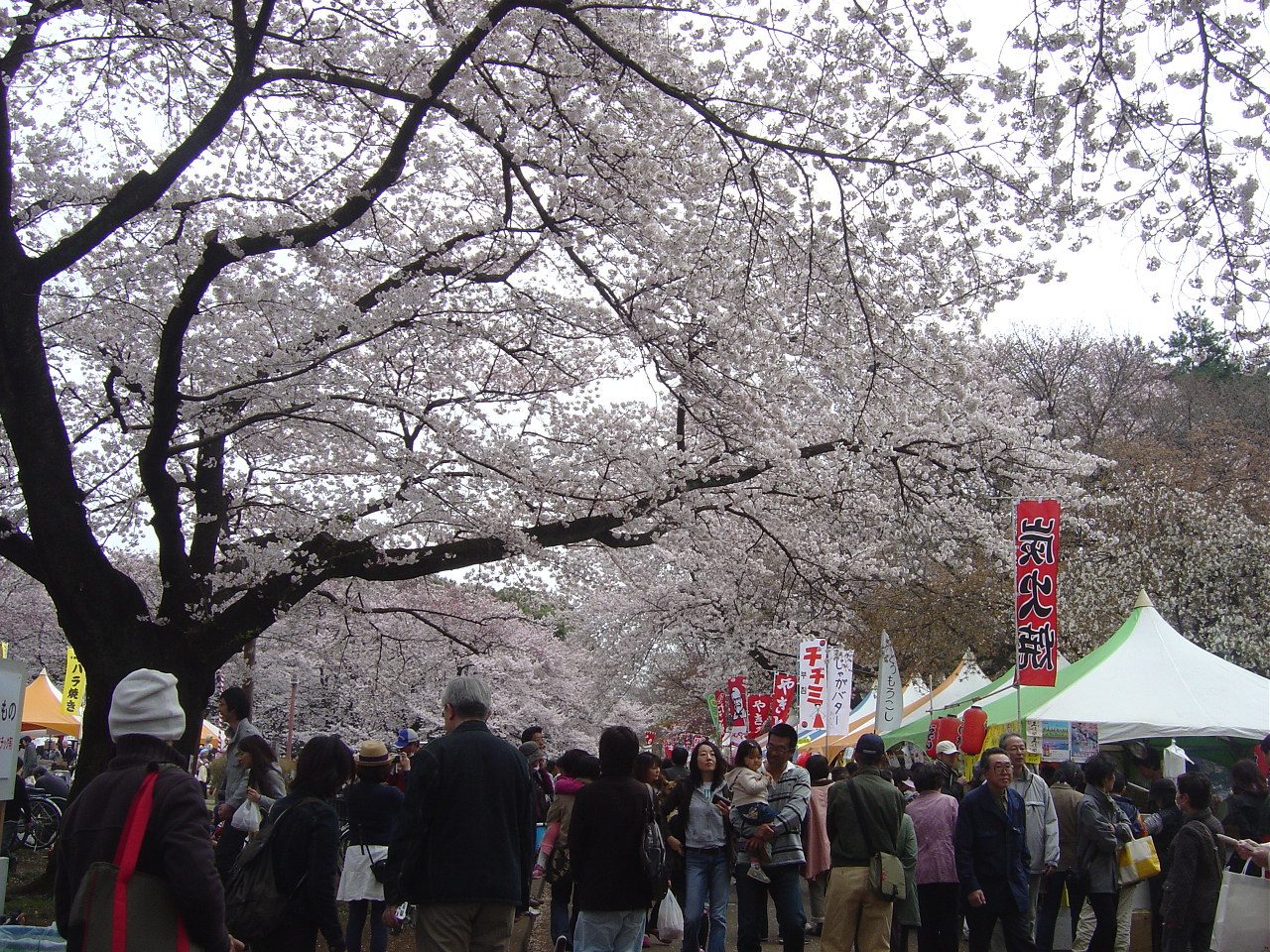 Hanami Japan