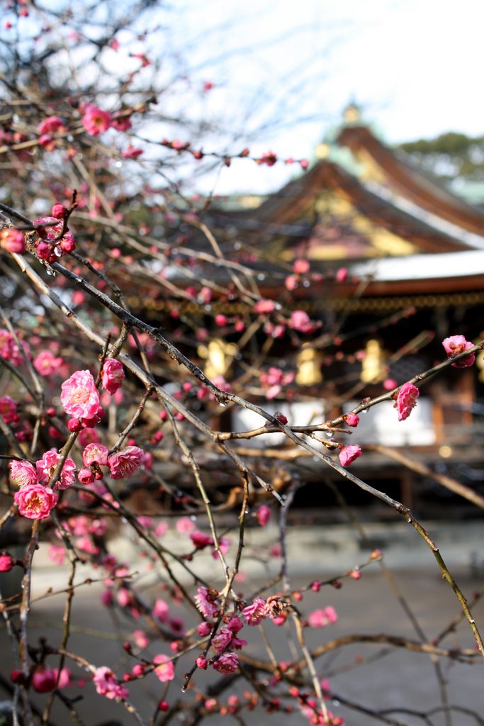 Pflaumenblüte Japan
