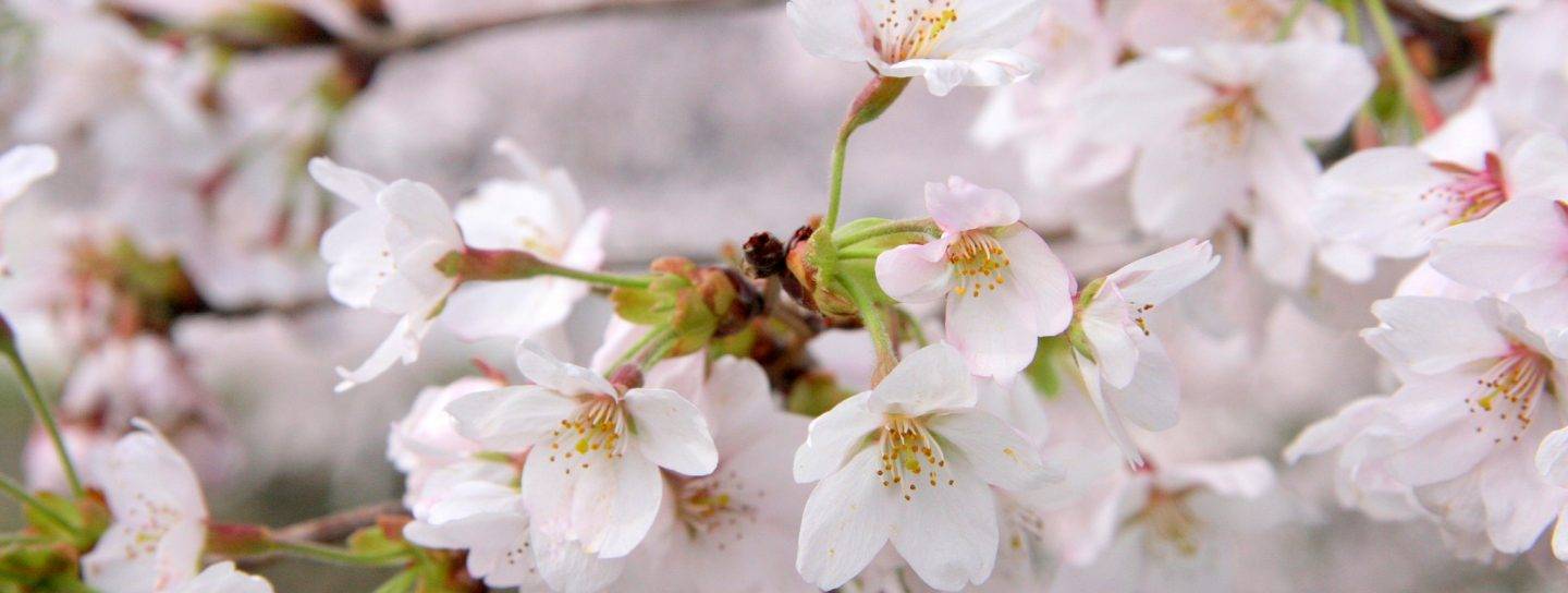 Kirschblüte Japan