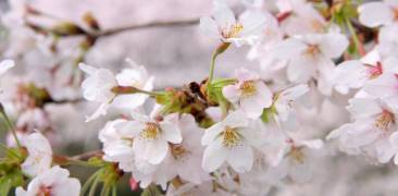 Kirschblüte Japan