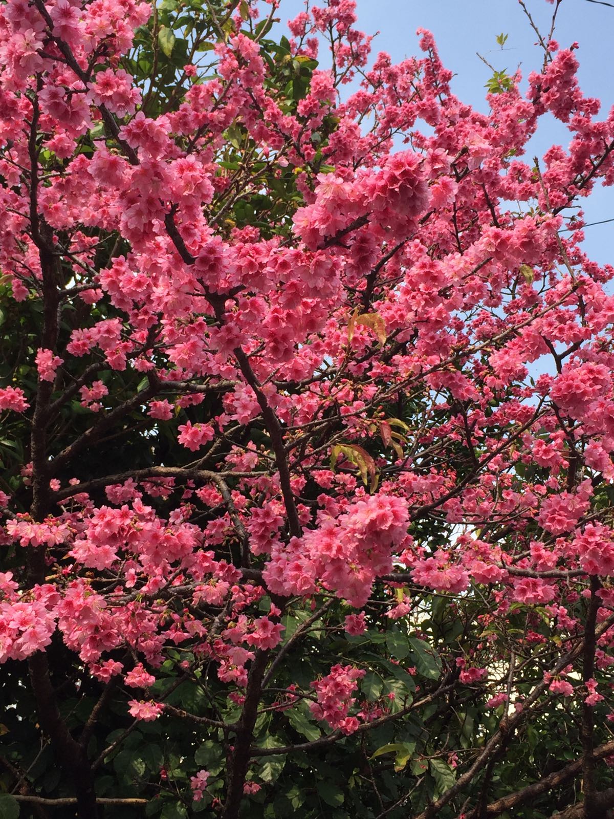 Kirschblüte Okinawa