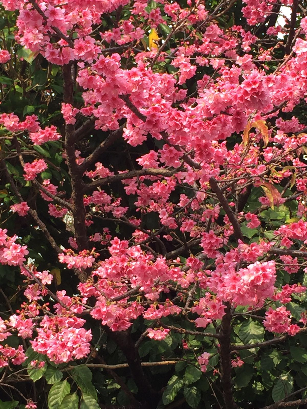 Kirschblüte Okinawa