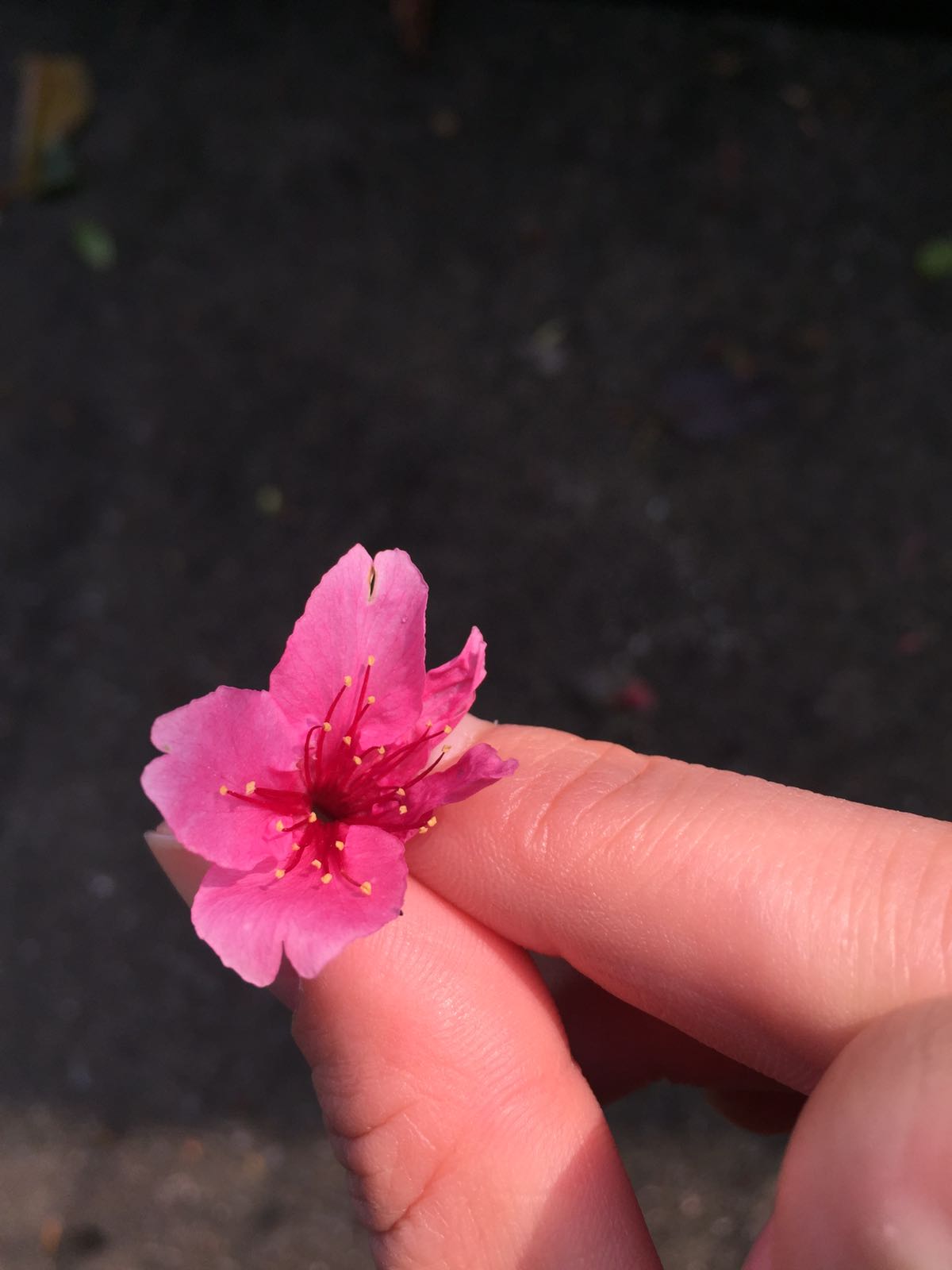 Kirschblüten Okinawa