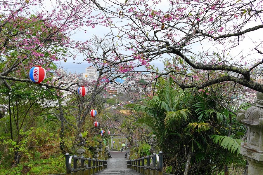 Kirschblüte Okinawa