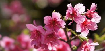 Kirschblüte Okinawa