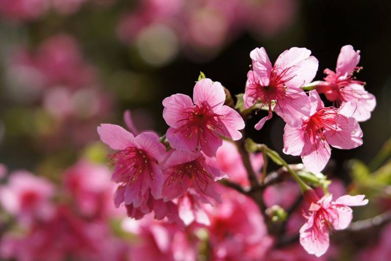 Kirschblüte Okinawa