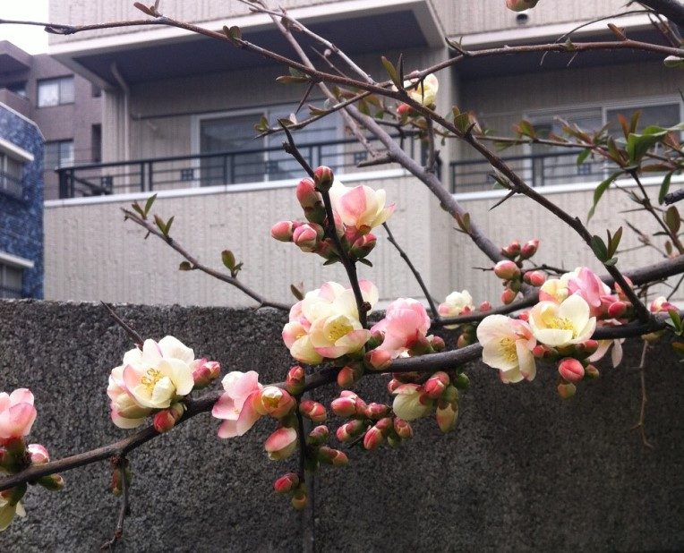 Pflaume Japan