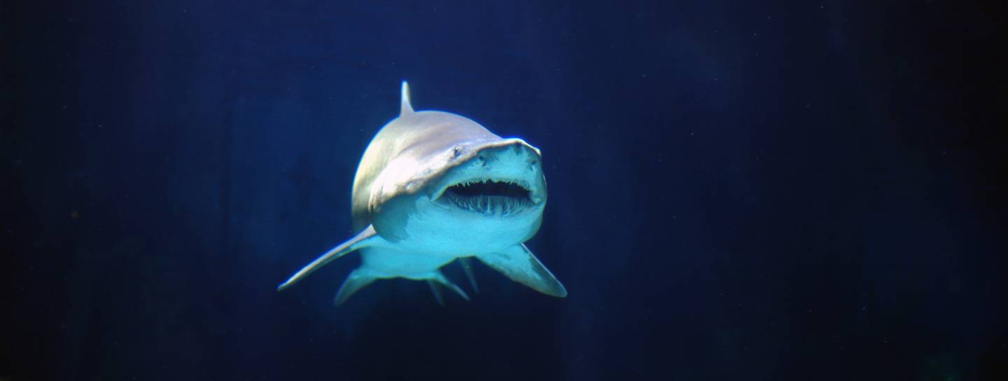sandtigerhai