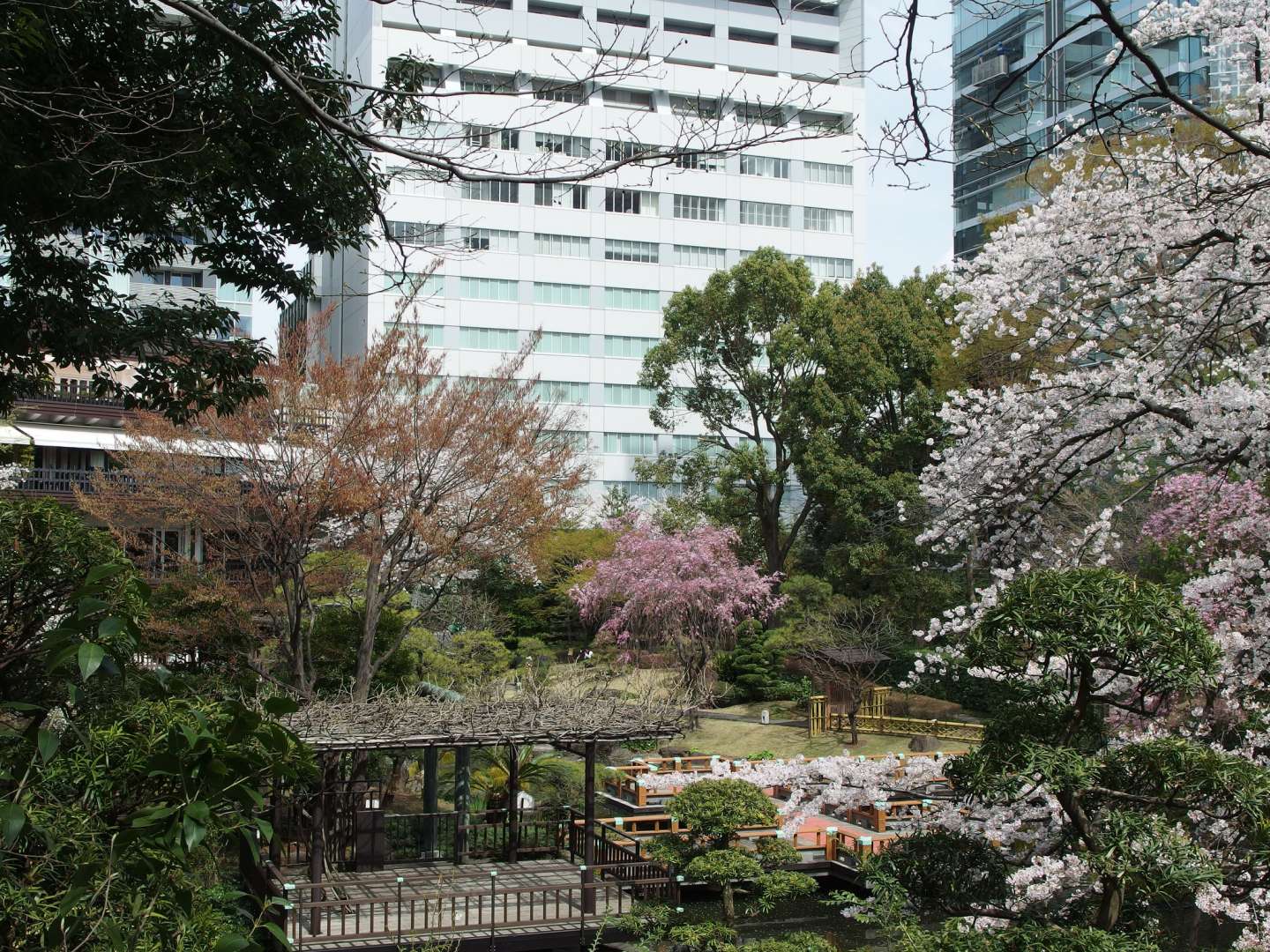 Togo-Schrein Harajuku Japan Kirschblüte