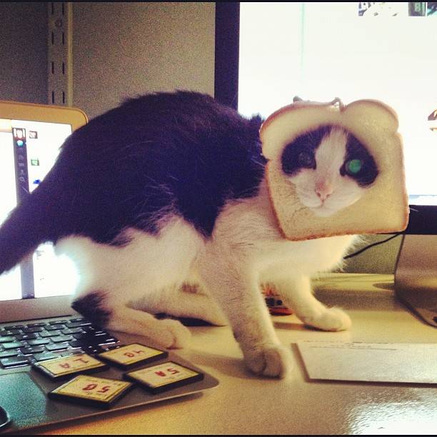 cat breading