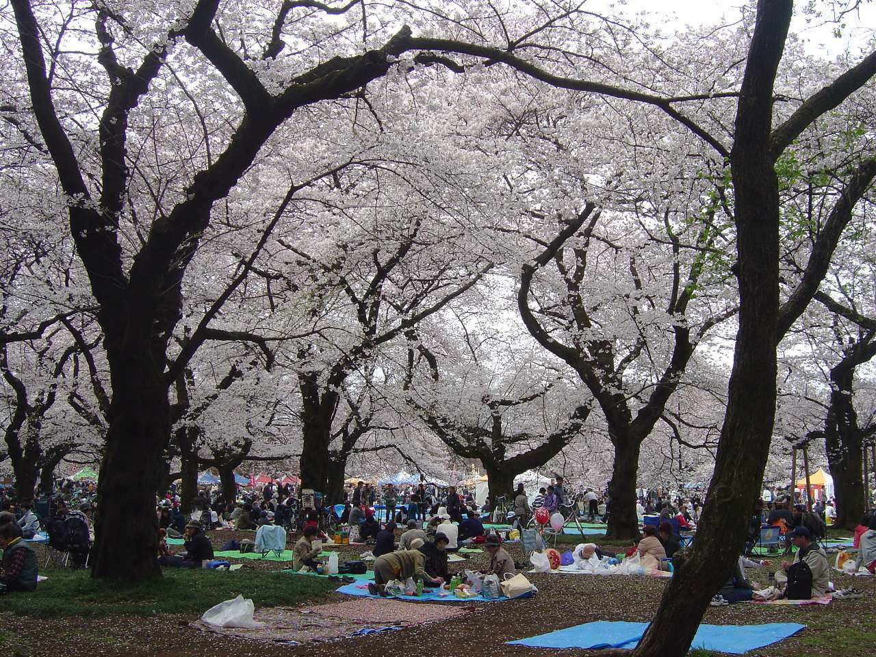 Kirschblüte Sakura Hanami