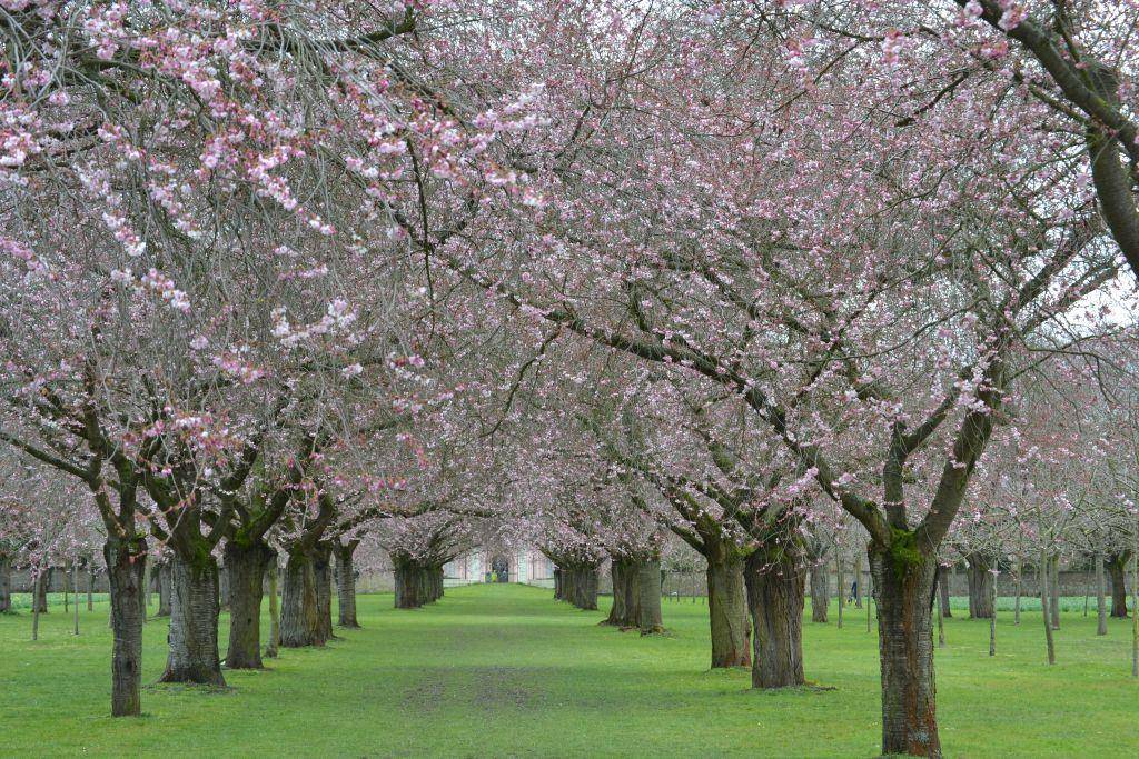 Kirschblüte Deutschland Hanami Japan