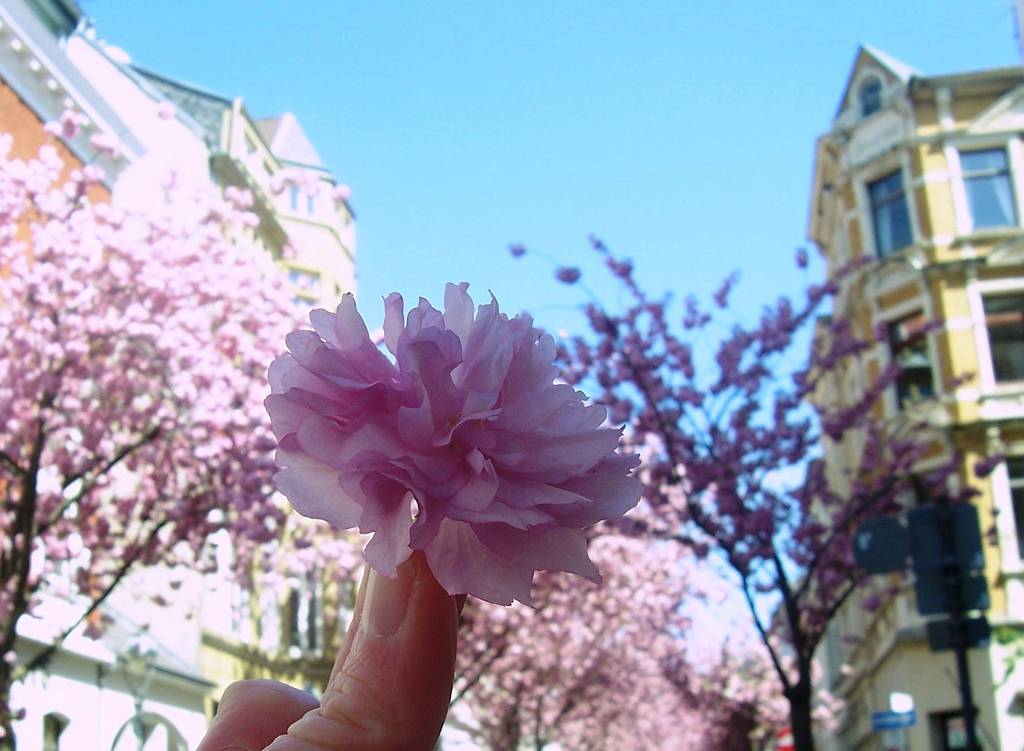 Kirschblüte Deutschland Hanami Japan